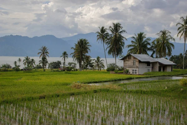 苏门答腊的稻田和印尼传统房屋 — 图库照片