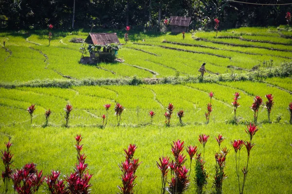 Rijstvelden Traditionele Indonesische Huizen Sumatra — Stockfoto