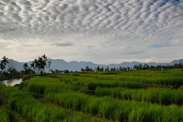 Paddy Rijstvelden Indonesië Het Eiland Sumatra Asia Landbouw — Stockfoto