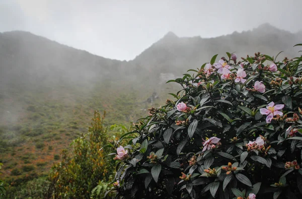 Camellia Sasanqua Blommar Med Rosa Blommor Bakgrunden Berget — Stockfoto