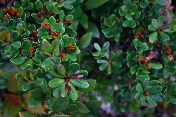 Erythroxylaceae Όμορφο Φυτό Ζουμερά Πράσινα Φύλλα Και Κόκκινα Φρούτα — Φωτογραφία Αρχείου