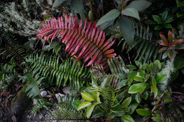 Una Hermosa Hoja Helecho Rojo Natural Plantas Exóticas Inusuales —  Fotos de Stock