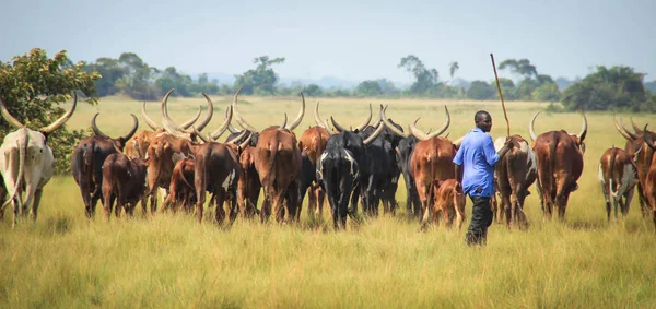 Fort Portal, Uganda - 26 Ocak 2018: Fort Portal çevresinde uzun azgın kahverengi inek alan bir çoban grazes