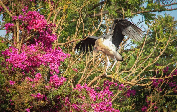 Afrikaanse Ooievaar Marabou Verspreiden Zijn Vleugels Een Tak Met Bloemen — Stockfoto