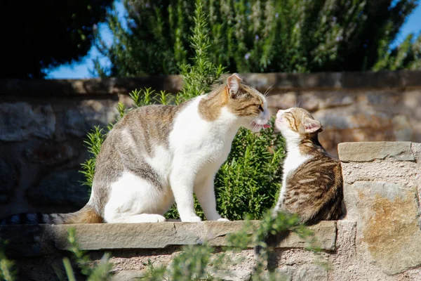 Anne kedi yıkar ve yaz güneşli gün doğa arka plan üzerinde küçük yavru kedi dilini yalıyor