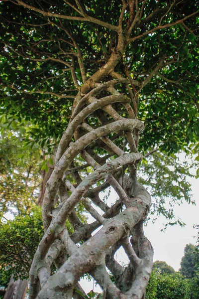 Árbol Tropical Familia Ficus Microcarpa Con Tronco Inusualmente Torcido Hojas —  Fotos de Stock