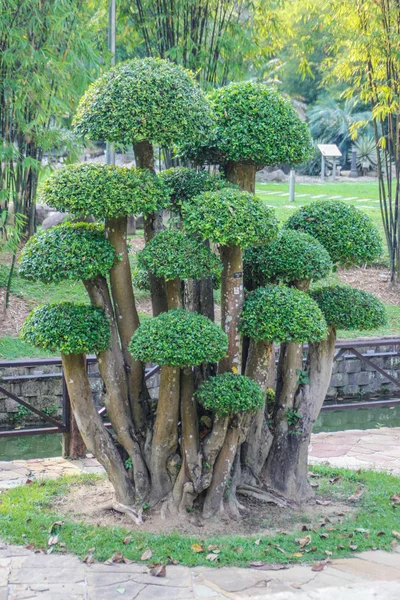 Arbusto Áspero Siamés Hermoso Arbusto Forma Hongo Paisaje Jardín —  Fotos de Stock