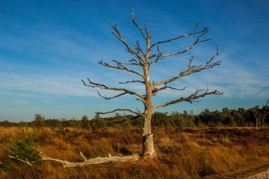 Belçika Avrupa bir ormanda mavi gökyüzünde karşı sonbaharda çıplak dalları Yayilim ile yalnız kuru ağaç