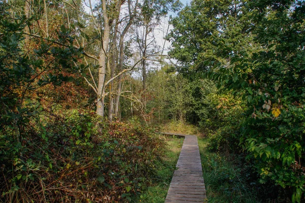 Sentier Bois Dans Forêt Belge Est Posé Parmi Les Arbres — Photo