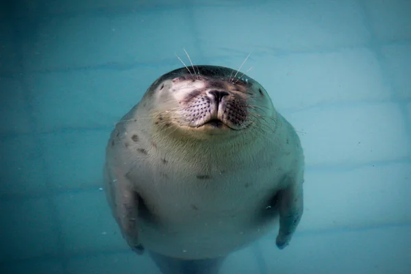 Cute and lazy fat fur seal rests in the turquoise pool water