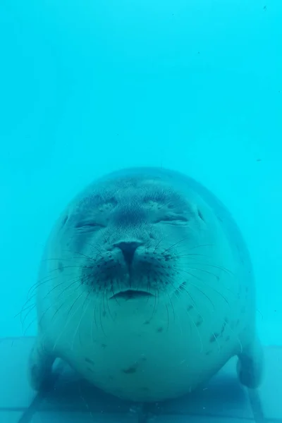 Cute and lazy fat fur seal rests in the turquoise pool water