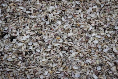 Birçok deniz kabuklarını düzensizce Kelst deniz kıyısında yalan