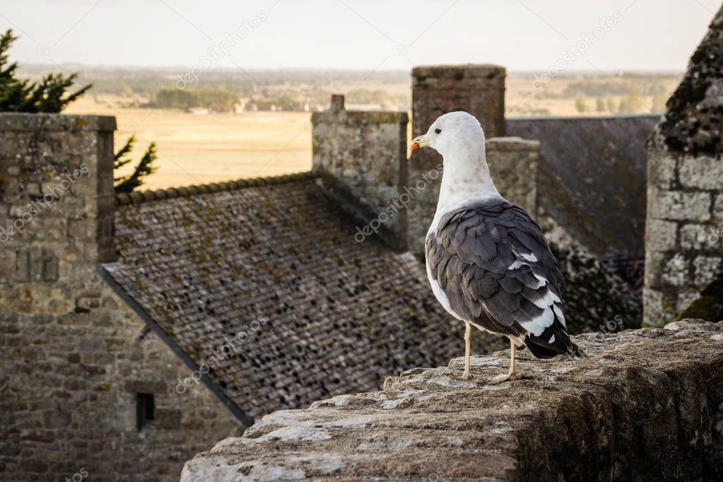 A seagull stands on a stone wall against the backdrop of the medieval stone house of the Saint Michel Abbey in French 