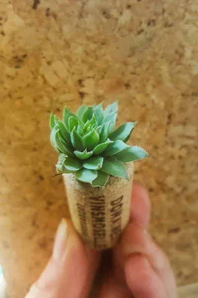 Tiny Succulents Growing Wine Cork Keeps Hand — Stock Photo, Image
