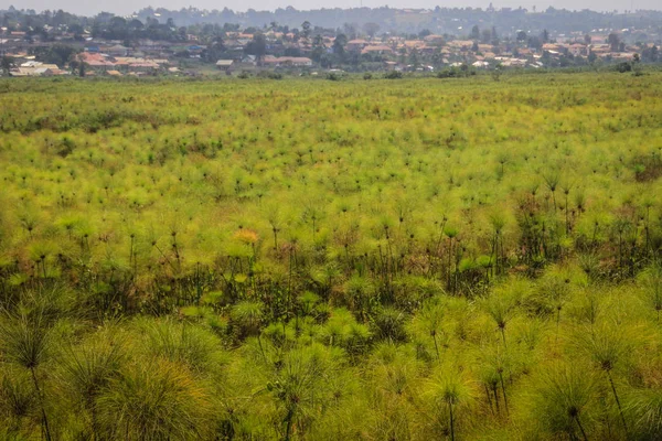 A large field of green papyrus and village houses in the background in Uganda