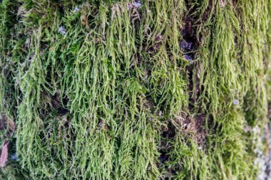 Sphagnum yosun çam kabuğu üzerinde yetişir. Güzel doğal çevre doğal arka plan