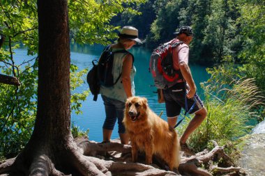 Plitvice, Hırvatistan - 18 Ağustos 2017: Hırvatistan'ın ana doğal cazibe şelaleler cascades ile Plitvice Gölleri vardır. Zümrüt temiz soğuk su ve bir kırmızı köpek turistlerle