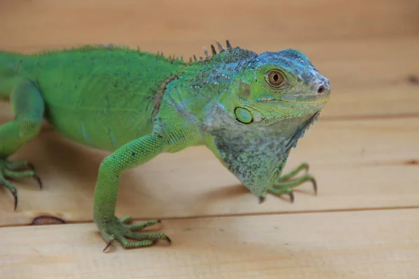 Chameleon Tropická Zelená Ještěrka Exotických Plazů — Stock fotografie