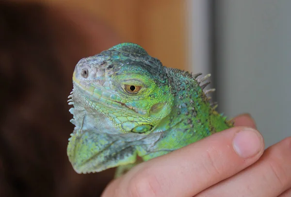 Camaleón Lagarto Verde Tropical Reptil Exótico — Foto de Stock