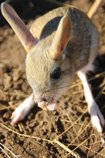 Sevimli küçük hayvan Araptavşanı - kemirgen memeliler içinde bozkırlarında yaşayan
