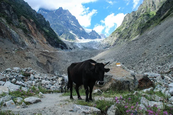 Una Mucca Nera Trova Una Valle Colorata Sullo Sfondo Del — Foto Stock