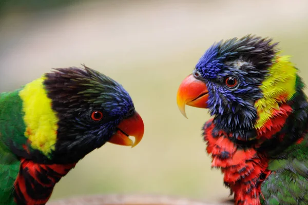 A pair of cute multi-colored parrots look at each other in love