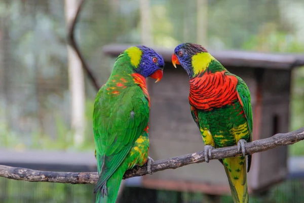 A pair of cute multi-colored parrots look at each other in love