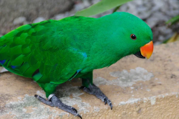 Bela Papagaio Brilhante Com Plumagem Verde Bico Poderoso — Fotografia de Stock