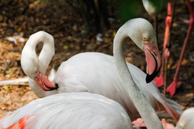 Büyük Gaga temiz eşarplı güzel ve görkemli flamingo kuşları