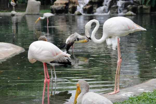 Smukke Majestætiske Flamingo Fugle Med Store Næb Rene Fjer - Stock-foto