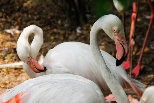 Красивые Величественные Птицы Фламинго Большими Клювами Чистые Перья — стоковое фото