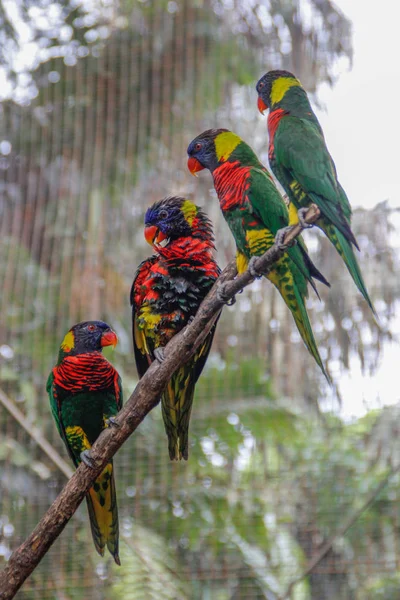 Group Beautiful Colored Parrots Sits Cage Bird Park Kuala Lumpur — Stock Photo, Image