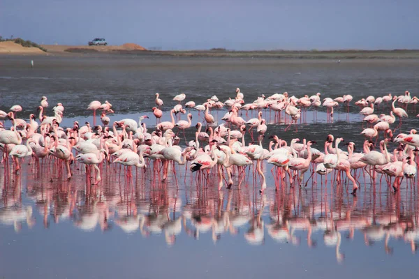 Ein Riesiger Schwarm Eleganter Rosa Flamingos Auf Der Suche Nach — Stockfoto