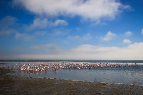Огромная Стая Элегантных Розовых Фламинго Ищущих Моллюсков Холодных Водах Атлантического — стоковое фото
