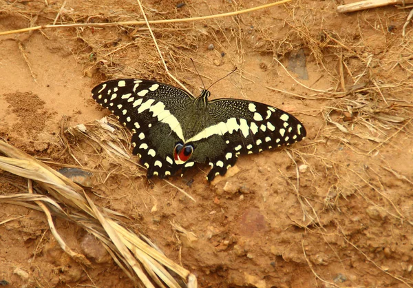 Uma Bela Espécie Borboleta Papilio Demoleus Com Manchas Brancas Olhos — Fotografia de Stock