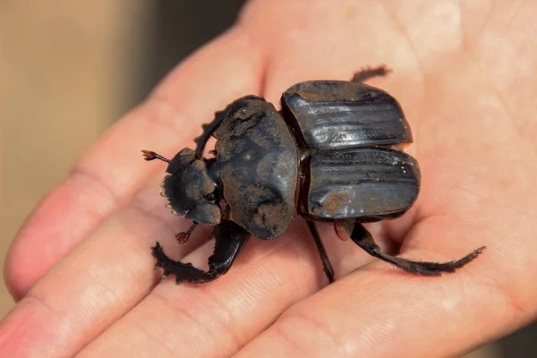 Büyük Siyah Bok Böceği Koluna Oturuyor — Stok fotoğraf