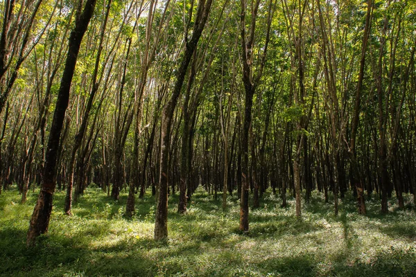 Plantación Brasileña Hevea Tailandia Partir Cual Elabora Caucho Natural — Foto de Stock