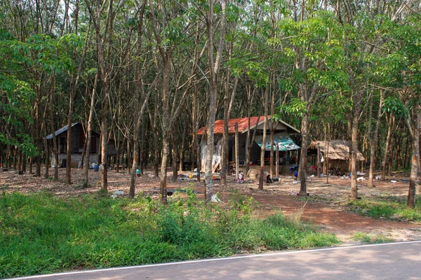 Бразильський Hevea Дерево Плантації Фермерському Будинку Таїланді Якого Зроблений Природного — стокове фото