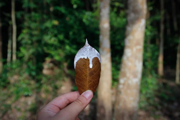 Hoja Del Árbol Goma Hevea Que Corre Caucho Blanco Natural —  Fotos de Stock