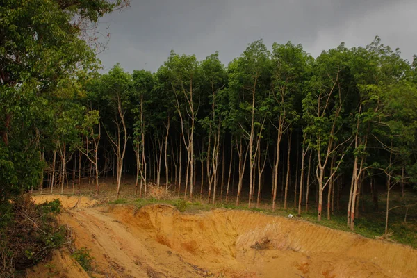 Braziliaanse Hevea Boom Plantage Thailand Waaruit Natuurrubber Opgebouwd — Stockfoto