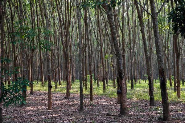 Plantación Brasileña Hevea Tailandia Partir Cual Elabora Caucho Natural —  Fotos de Stock