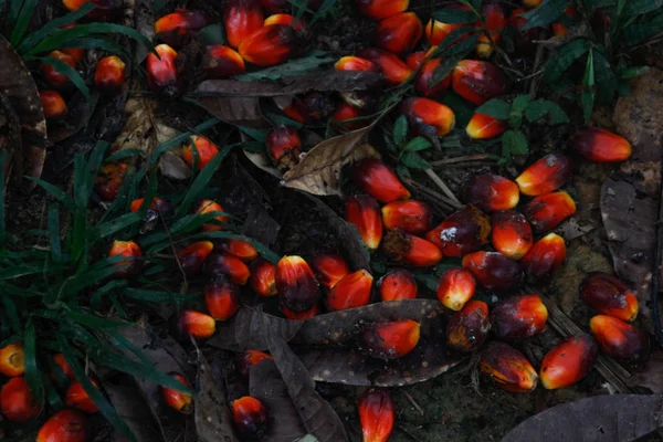 Czerwone Owoce Których Składa Się Oleju Palmowego Indonezji — Zdjęcie stockowe