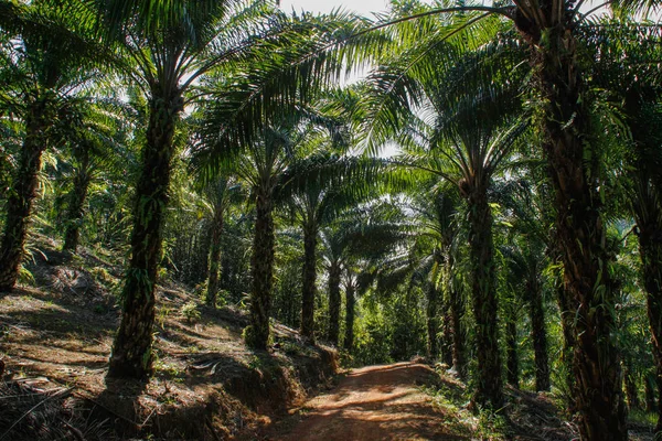 Plantación Palma Indonesia Que Elabora Aceite Palma —  Fotos de Stock