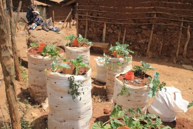 Kibera, Nairobi, Kenya - 13 Şubat 2015: Nairobi gecekondu paketlerinde yer sebze büyüyen yerlerden en yoksul Afrika biri.