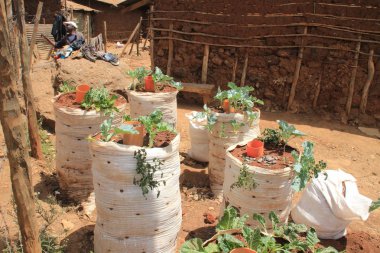 Kibera, Nairobi, Kenya - February 13, 2015: Growing vegetables in ground packs in Nairobi slums is one of the poorest places in Africa. clipart
