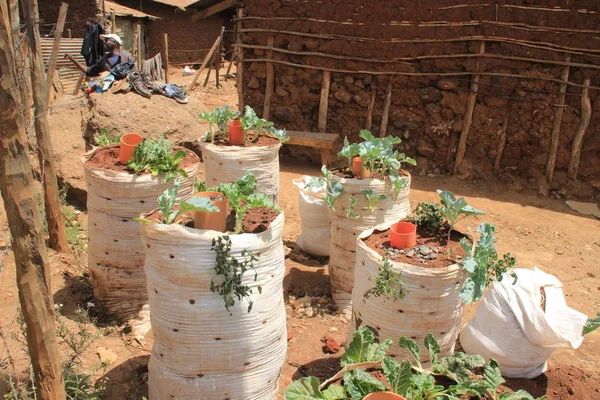 Кібера Найробі Кенія Лютого 2015 Вирощування Овочів Землі Пакетів Трущобах — стокове фото