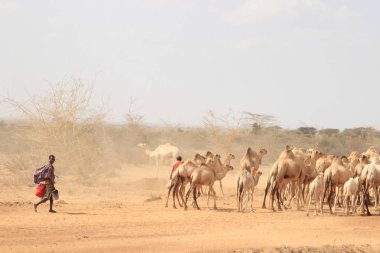 Marsabit, Kenya - 16 Ocak 2015: Deve sürüsü bir ulusal kostüm çoban Samburu kabile (ilgili bir Masai kabilesi) gelen Afrikalı kadın çoban