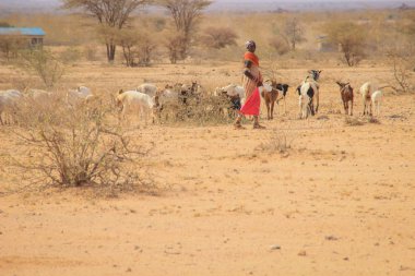 Marsabit, Kenya - 16 Ocak 2015: Afrika kadın çoban herding keçi sürüsü bir ulusal kostüm Samburu kabilesinden (ilgili bir Masai kabilesi)