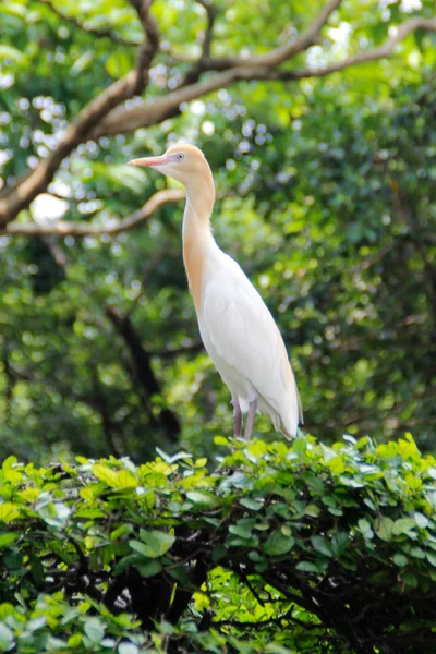 Portrait of a bird cattle egret - the most numerous bird of the heron family. Lives in the tropics, subtropics