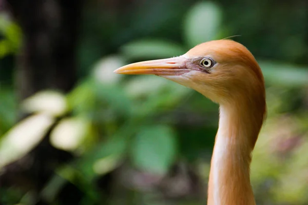 The close portrait of the bird cattle egret is the most numerous bird of the heron family. Lives in the tropics, subtropics
